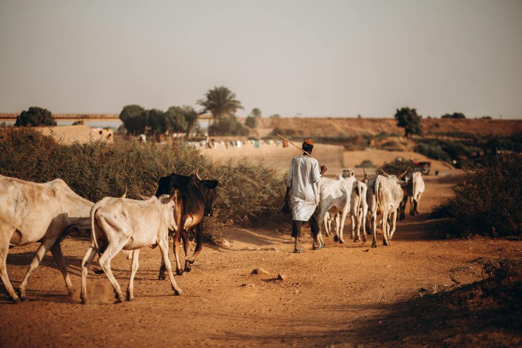 Rainforest during sunset, road