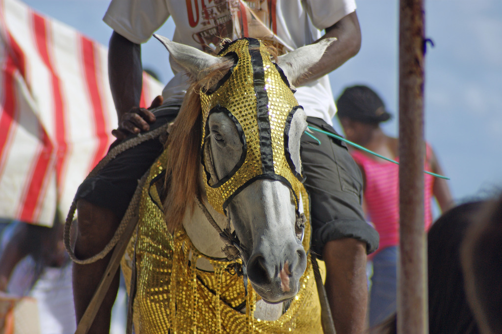 Unusual Horse at Labadi Beach, Accra, Ghana