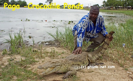 Crocodile, Ghana, Paga crocodile ponds, holding a crocodile