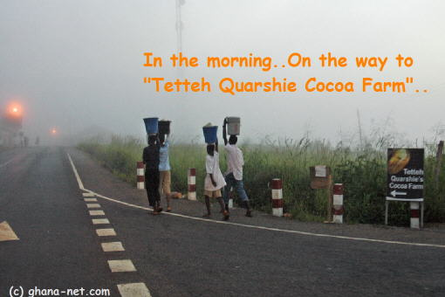 TETTEH QUARSHIE Cocoa Farm
