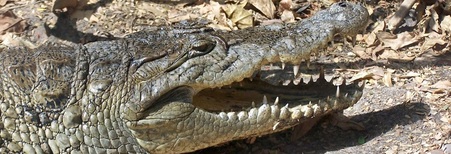 Chief Crocodile Pond, Zenga, Ghana, Upper East region,